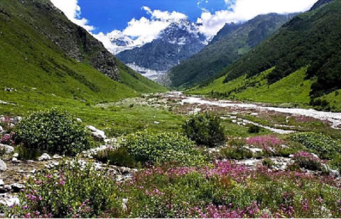 फूलों की घाटी में पर्यटकों की आवाजाही बंद, हालात की समीक्षा के बाद लिया जाएगा अगला निर्णय..