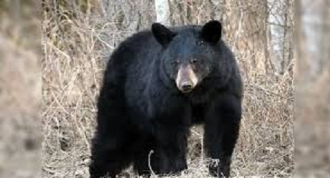 उत्तरकाशी में भालू का आतंक, रैथल गांव में एक और ग्रामीण पर हमला..