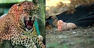 श्रीनगर कोटी गांव में गुलदार का हमला, घास काटती बुजुर्ग महिला की मौत…